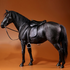 Hannover Black Horse Mr.Z 1/6 Scale 003