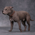 American Staffordshire Terrier Mr.Z 1/6 Scale A001